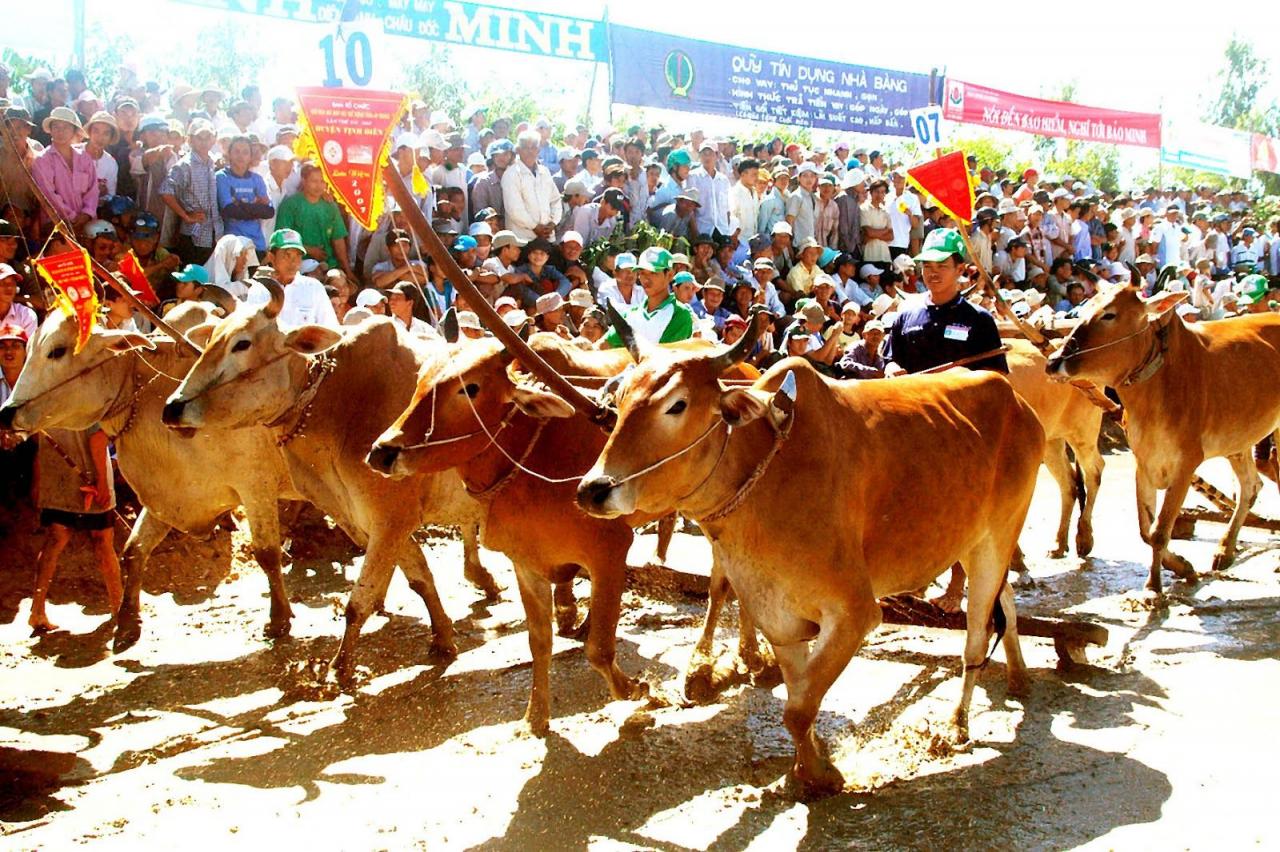 Kết quả hình ảnh cho đua bò an giang