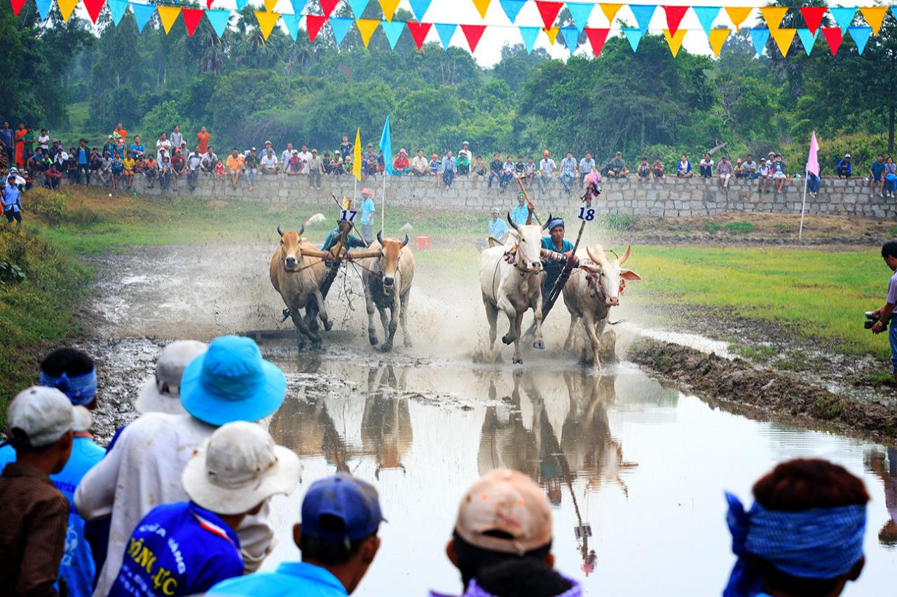 Kết quả hình ảnh cho đua bò an giang