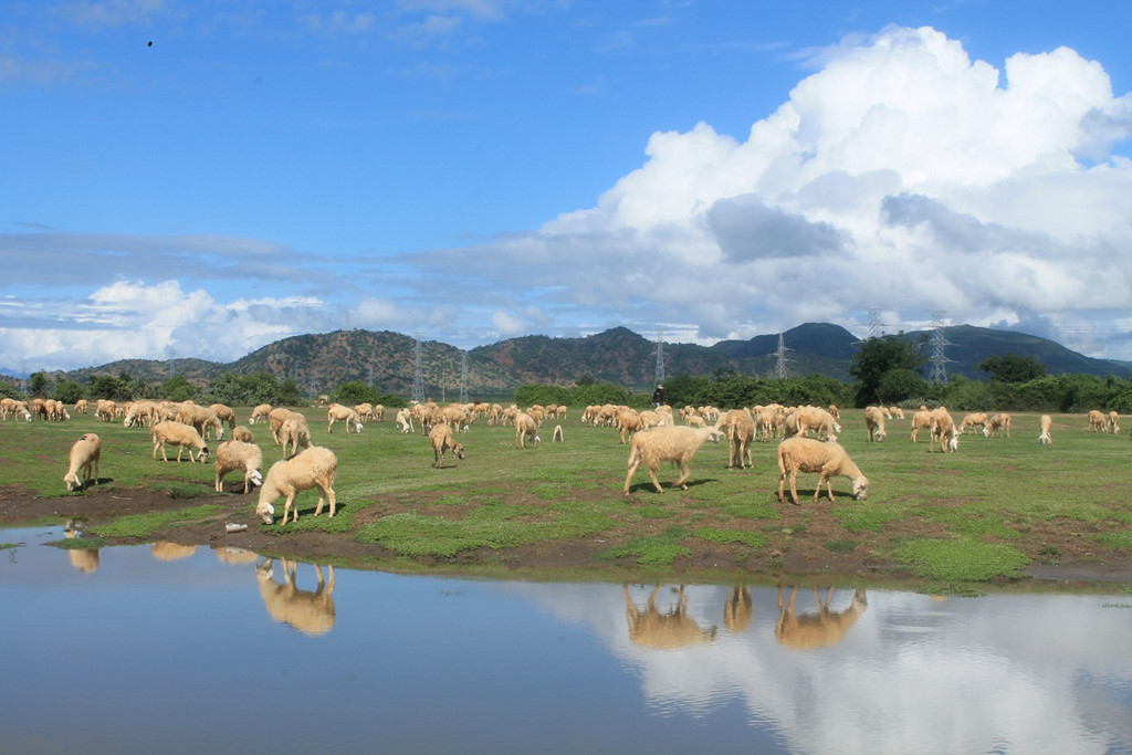 Kết quả hình ảnh cho cừu ninh thuận