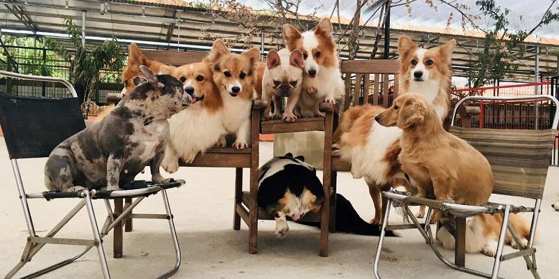 Nông trại cún Puppy Farm