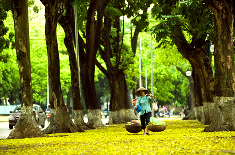 Mùa thu Hà Nội 