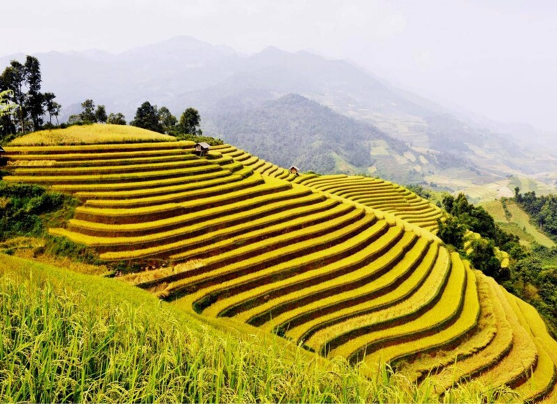 Ruộng bậc thang Hoàng Su Phì