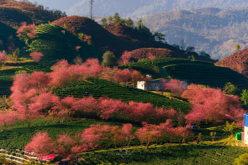 Hoa đào đồi chè Ô Long