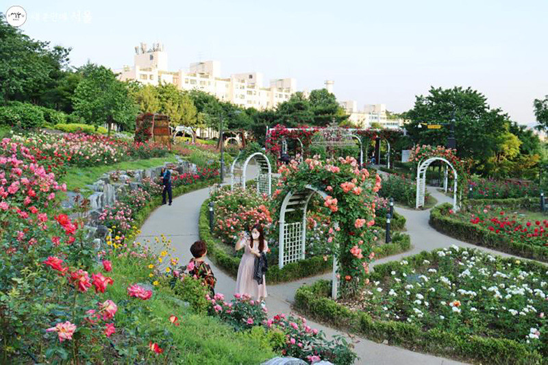 Thiên đường hoa hồng