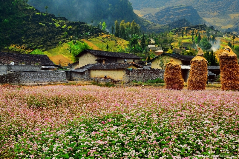 Hoa tam giác mạch Hà Giang