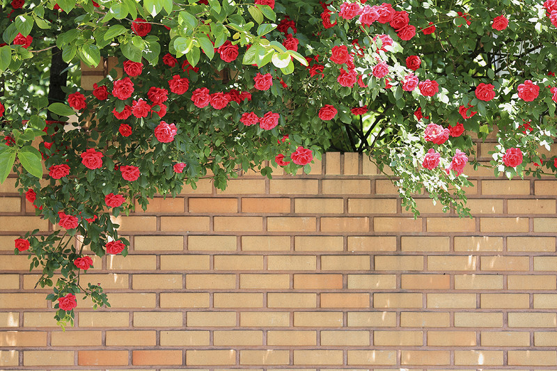 Những bức tường đầy hoa hồng tại Yeonam-dong 