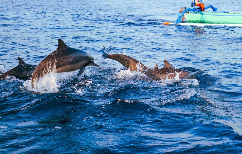 Chơi đùa cùng những chú cá heo 