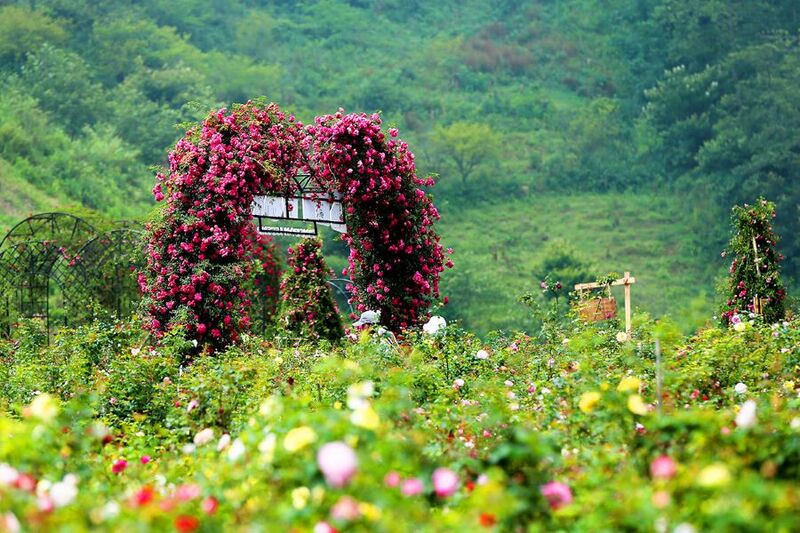 Không khí tuyệt vời ở Thung Lũng Hoa Hồng  