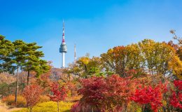 Sắc vàng rực rỡ tại công viên Namsan