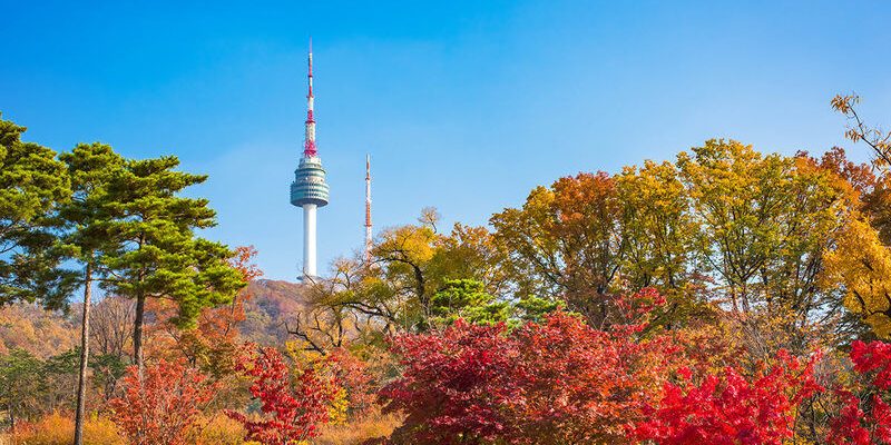 Sắc vàng rực rỡ tại công viên Namsan