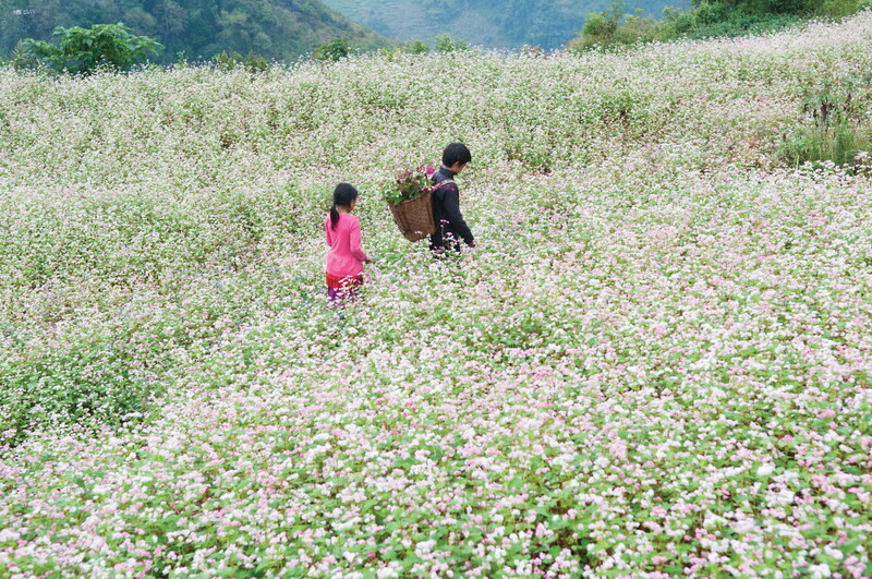 Hà Giang vào thu với mùa hoa tam giác mạch tuyệt đẹp