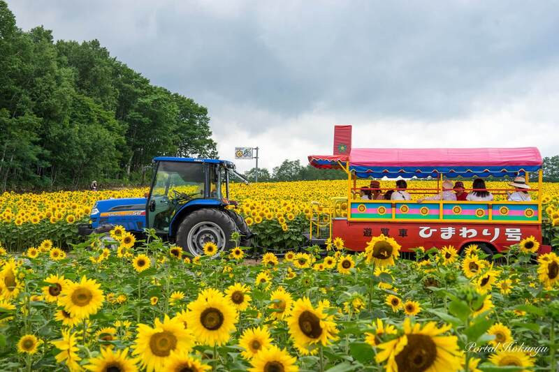 Muôn ngàn hoa hướng dương ở làng Hokuryu 