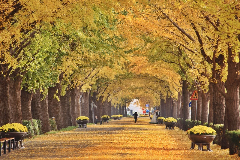Cung đường tràn ngập ánh vàng trong ánh nắng