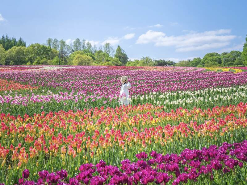 Cánh đồng hoa Tulip ở Sera Kogen Farm