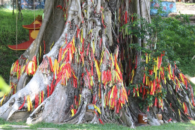 Cây mộc thần Yang Bay