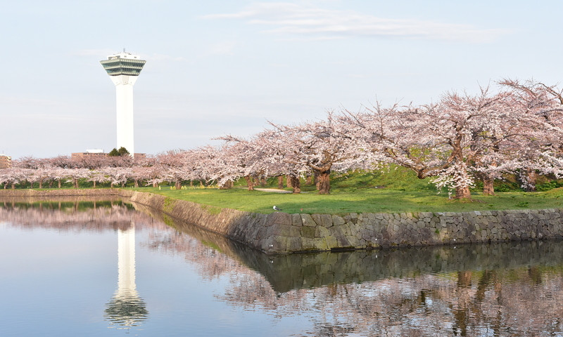 Tháp Goryokaku ngắm trọn vẻ đẹp hoa anh đào 