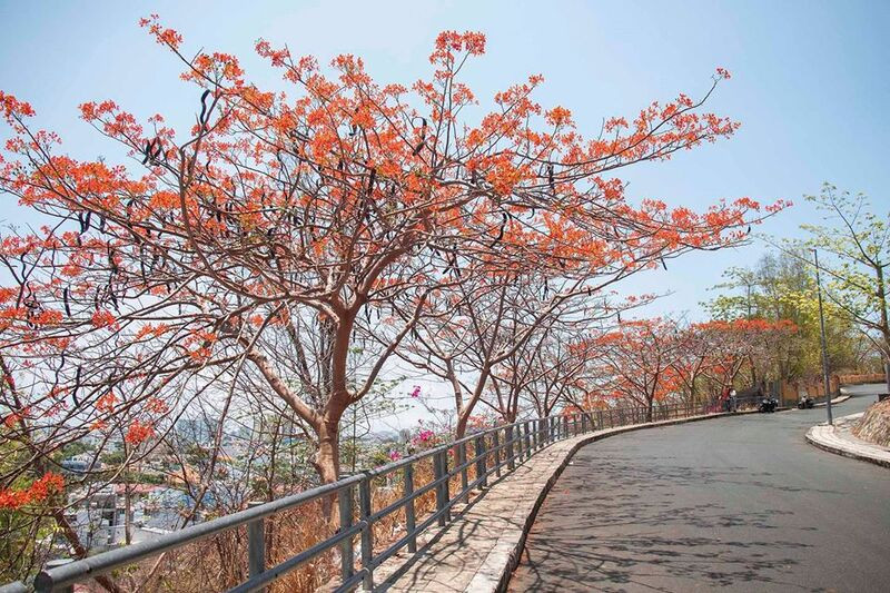 Hoa phượng rực rỡ tại Vũng Tàu